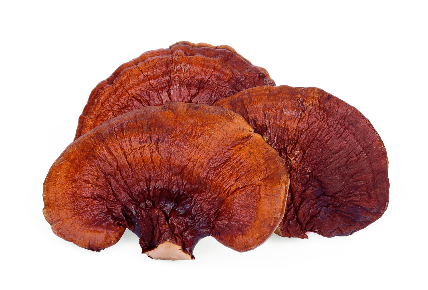 Reishi