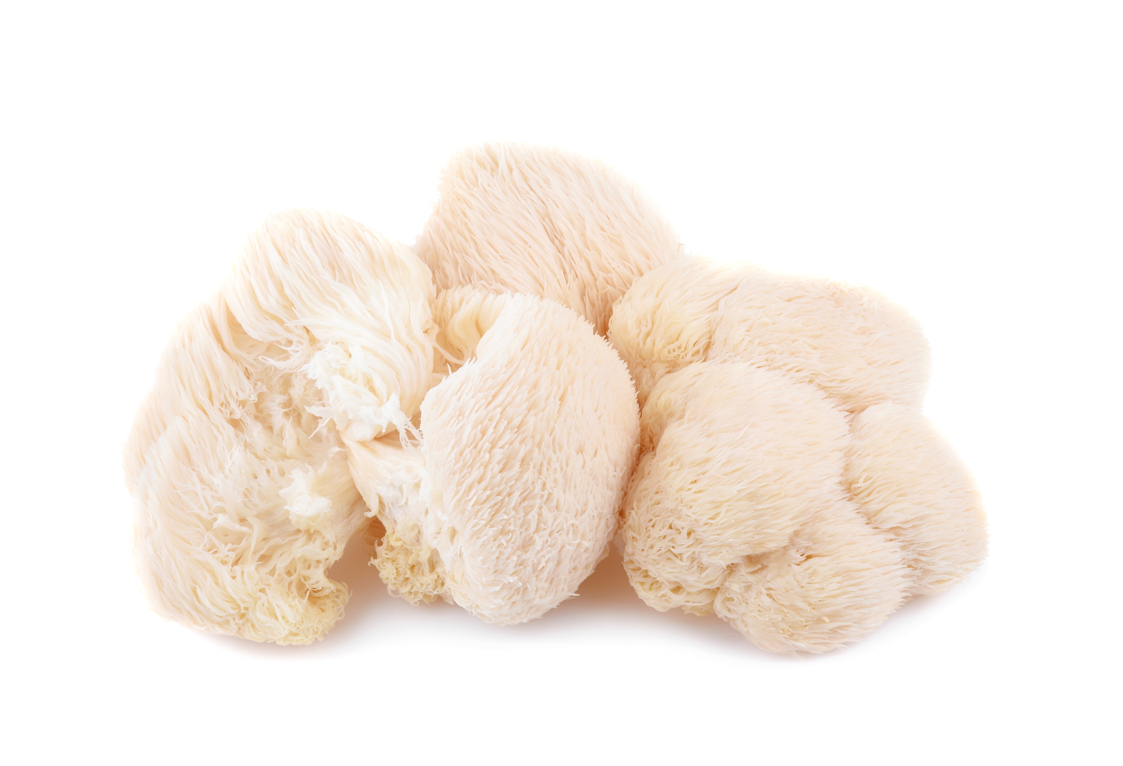 Lion's Mane